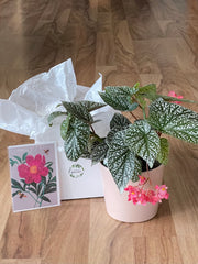 Botanical Bliss Gift Bundle