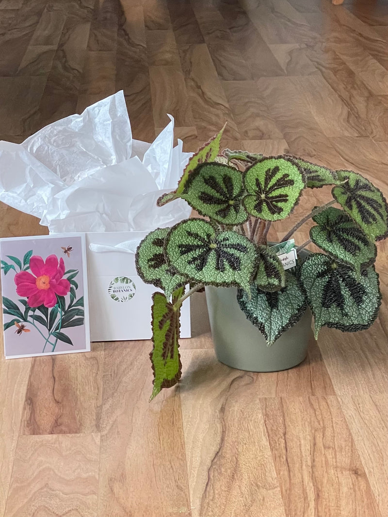 Joyful Green Gift Bundle