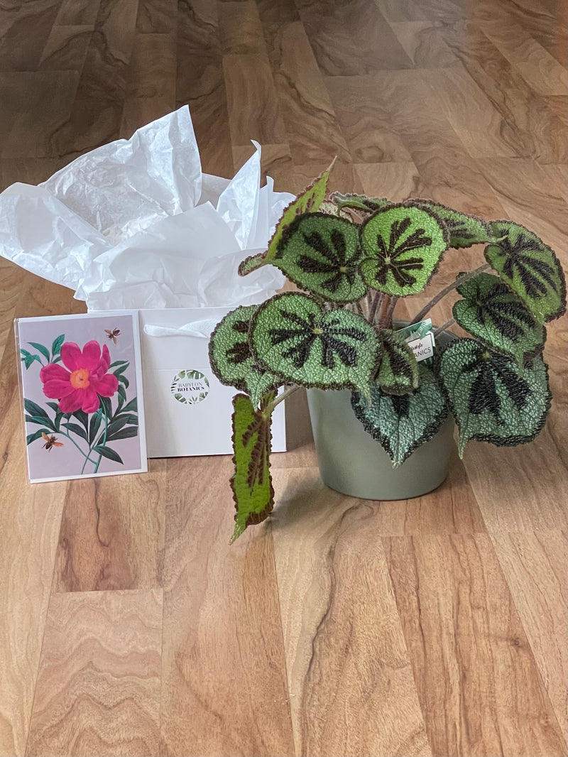 Joyful Green Gift Bundle