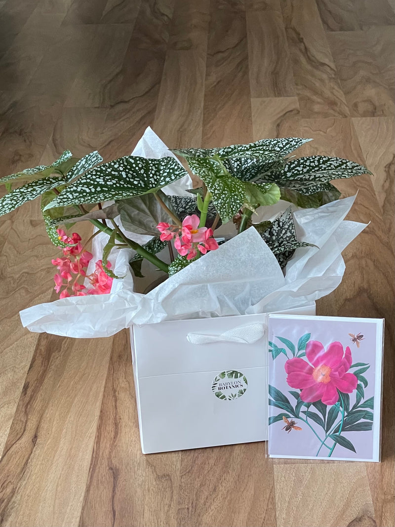 Botanical Bliss Gift Bundle