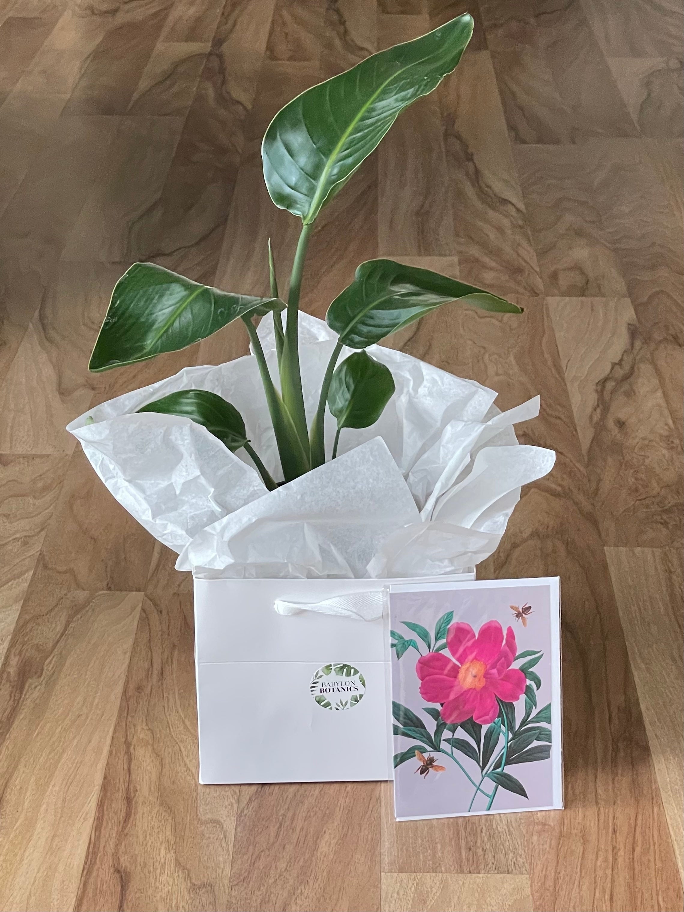 Green Oasis Gift Bundle