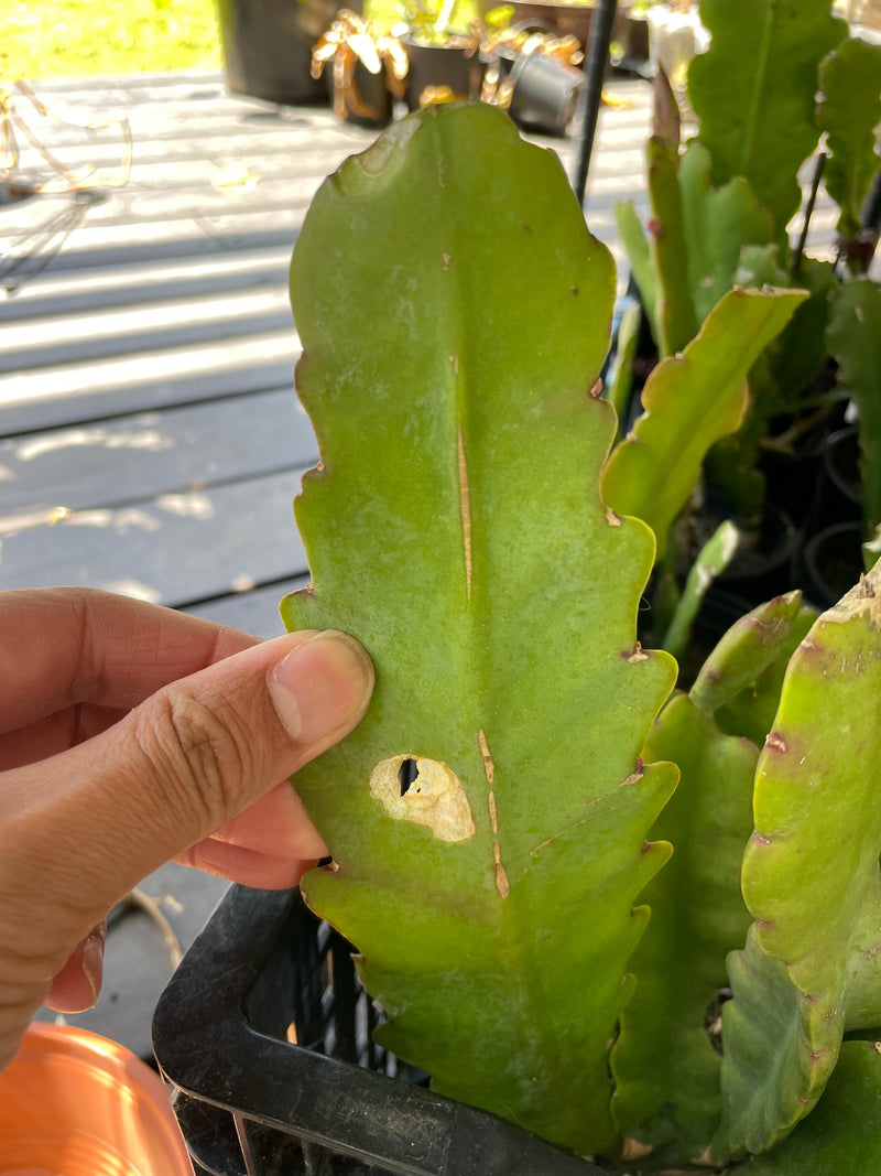 Epiphyllum - Brown Bear