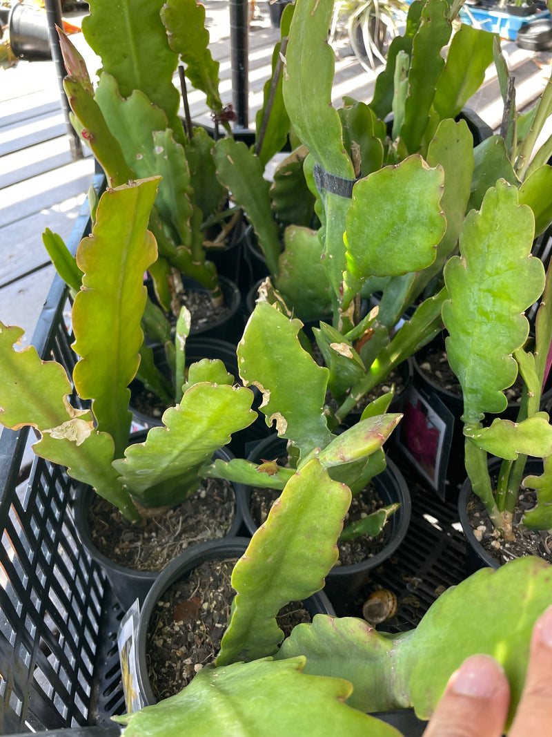 Epiphyllum - Brown Bear