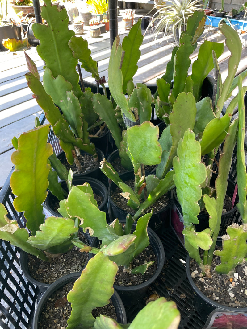 Epiphyllum - Brown Bear