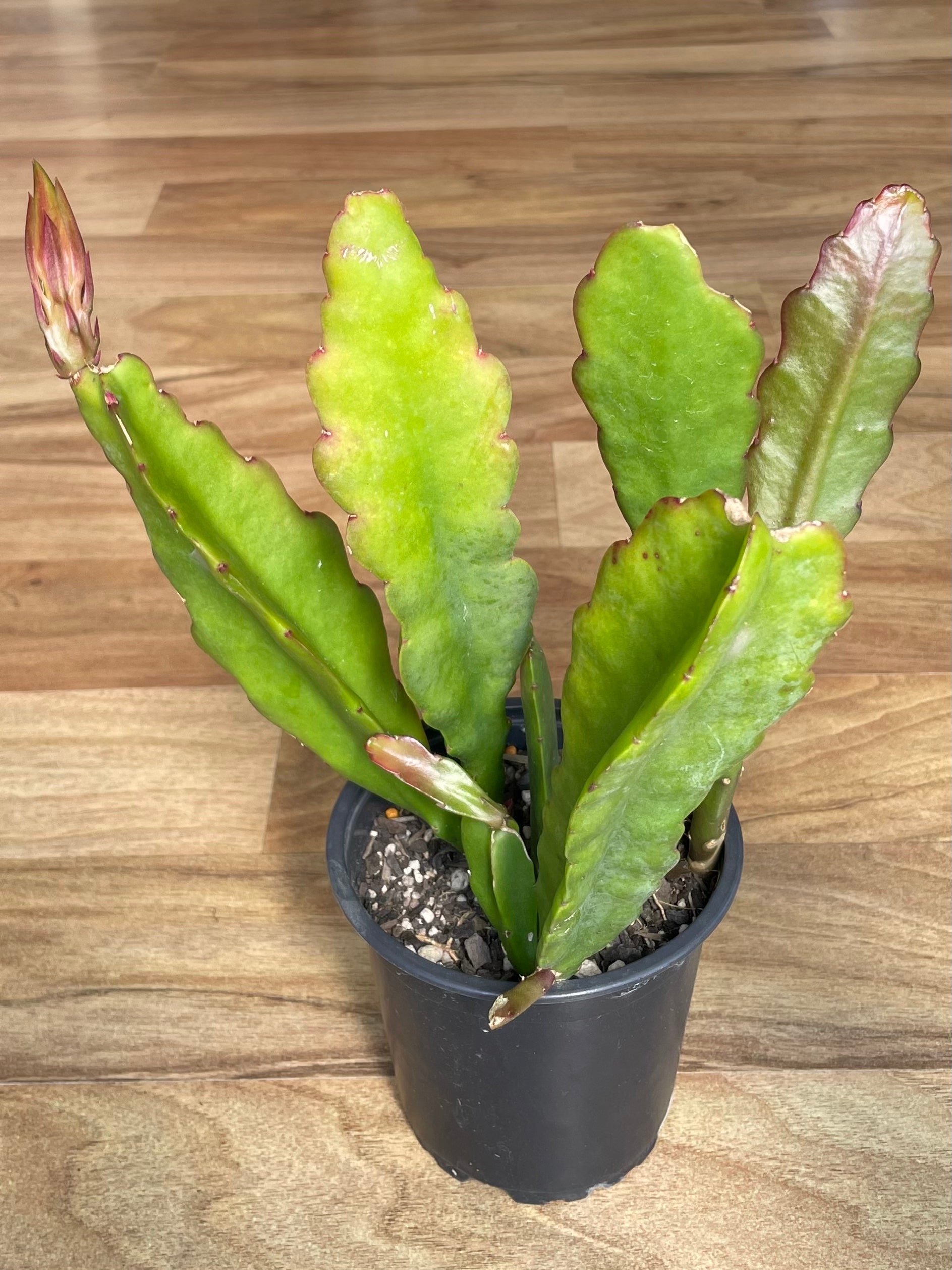 Epiphyllum - Brown Bear