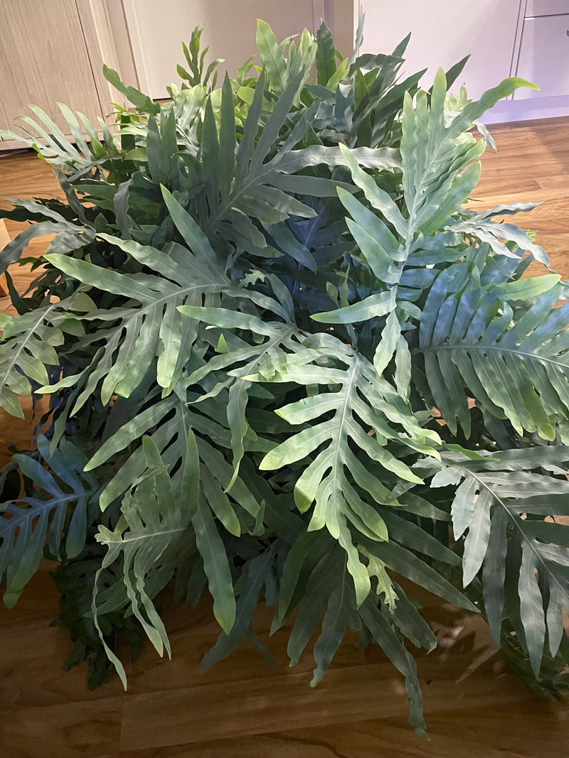 blue star fern nz Phlebodium Blue Star Fern