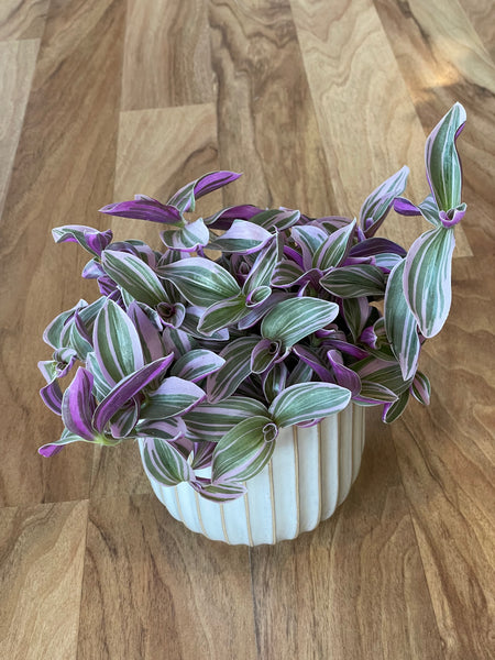 Tradescantia Sweetness