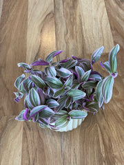 Tradescantia Sweetness