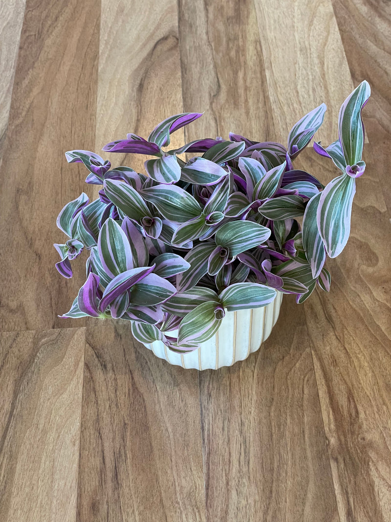 Tradescantia Sweetness