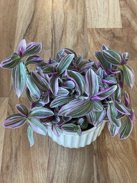 Tradescantia Sweetness