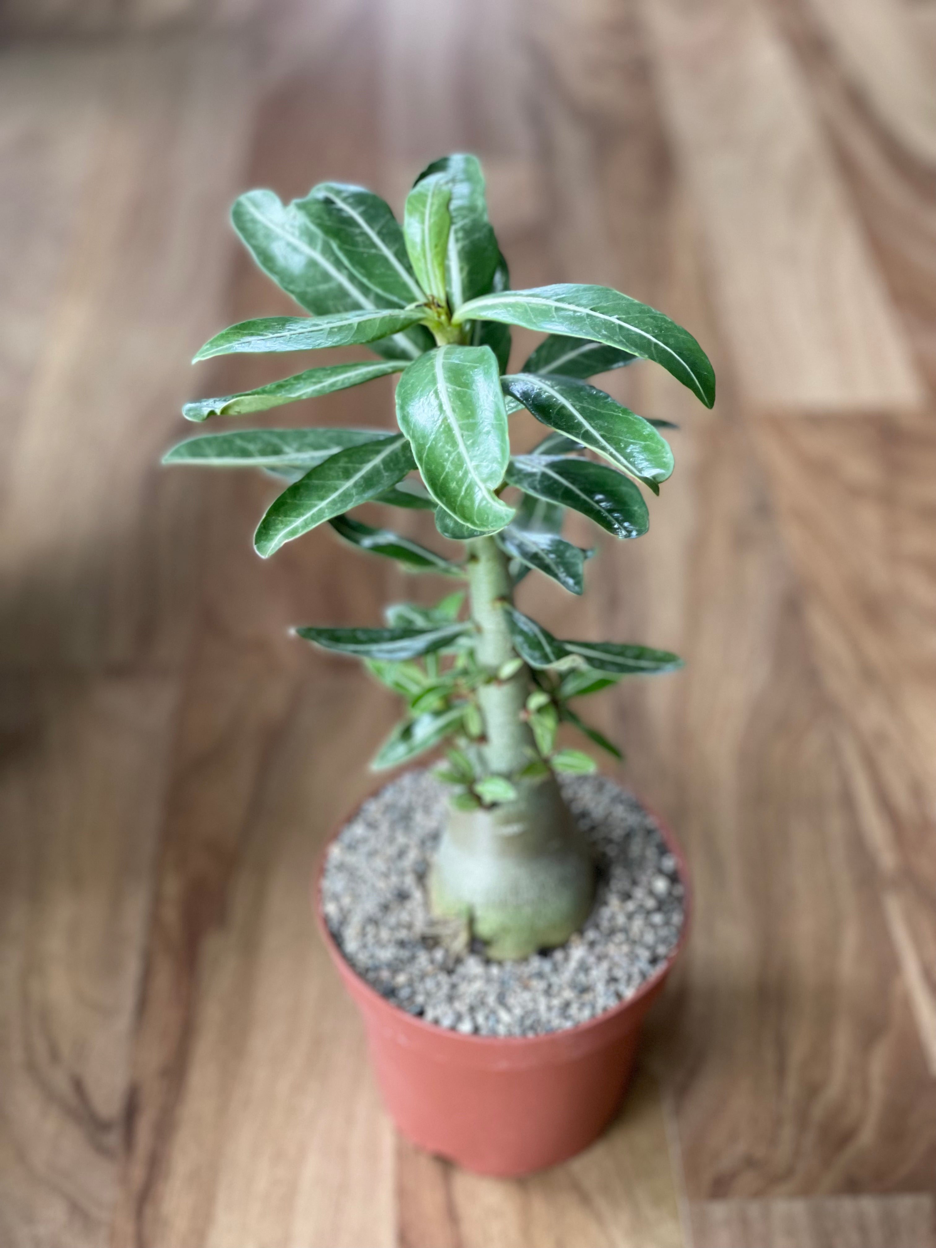 Large Adenium Obesum