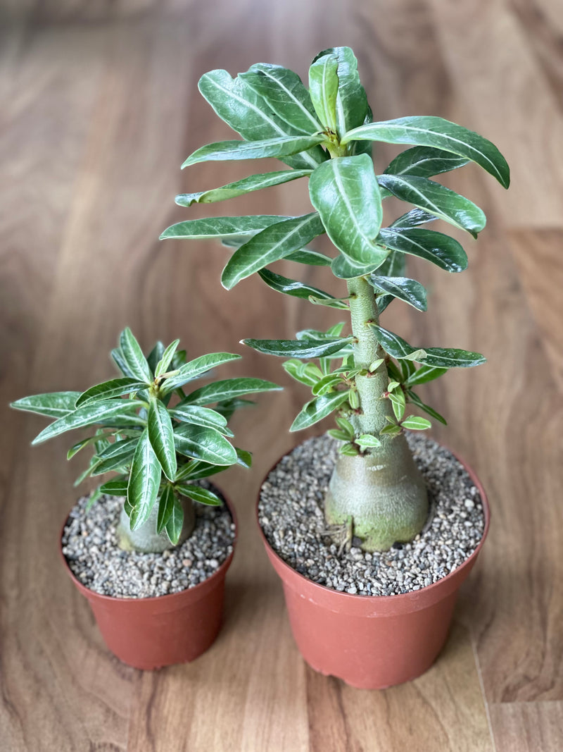 Large Adenium Obesum