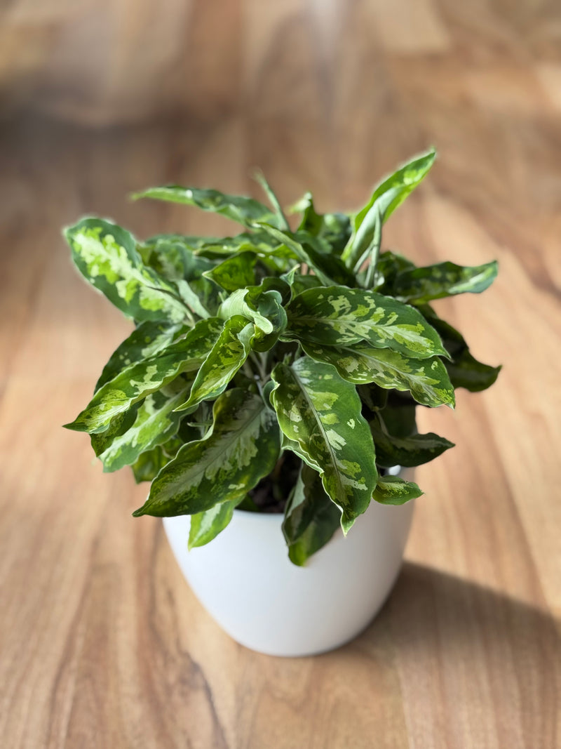aglaonema pictum tricolor nz Aglaonema Pictum Tricolor