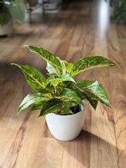 aglaonema night sparkle Aglaonema Night Sparkle