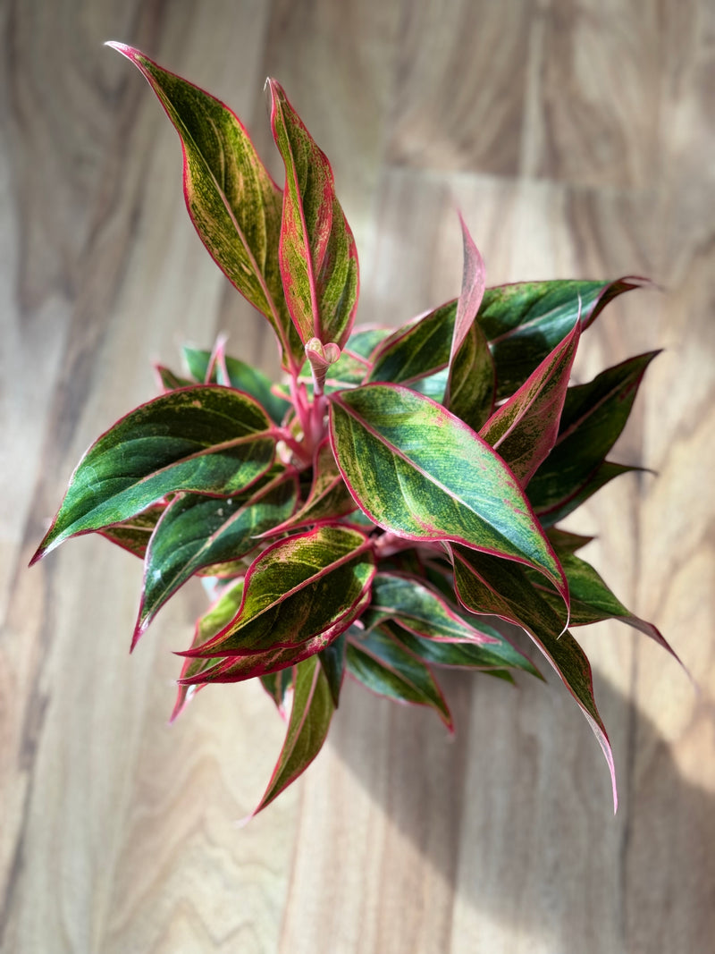 aglaonema commutatum siam aurora Aglaonema Siam Aurora