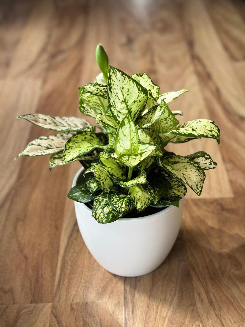 aglaonema commutatum variegated pearls Aglaonema Variegata Pearls