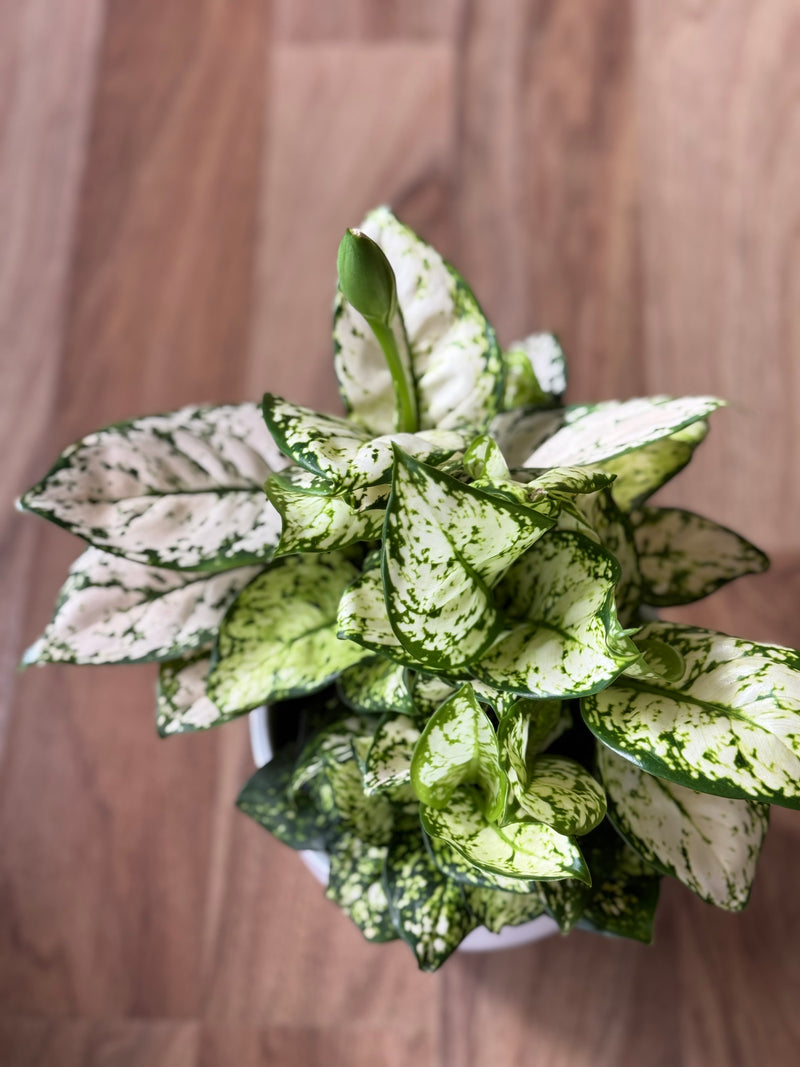 aglaonema variegated pearls Aglaonema Variegata Pearls