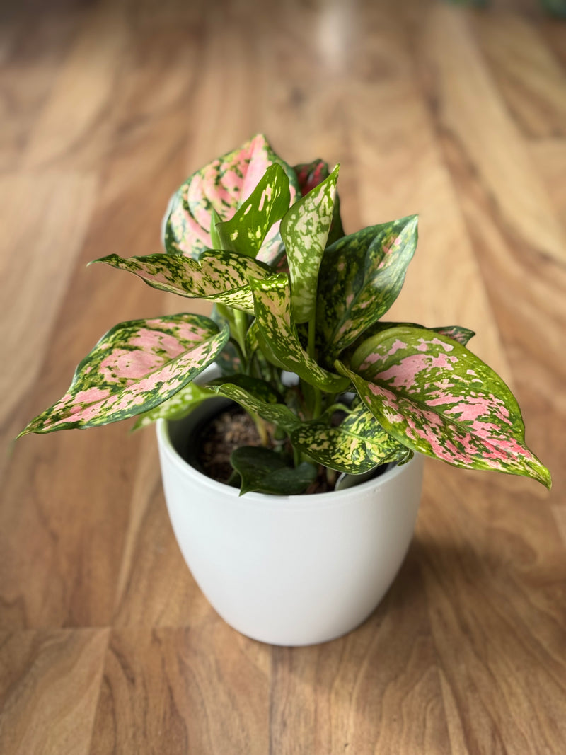 aglaonema wishes toxic Aglaonema Wishes