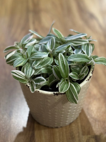 Tradescantia Tenderness