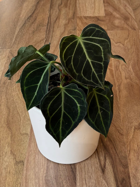 Anthurium Clarinervium