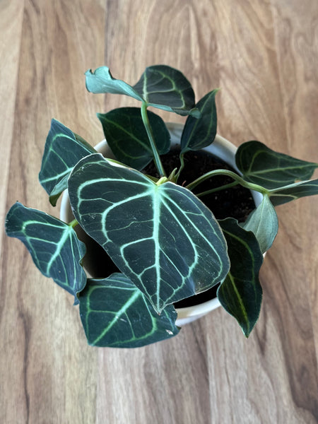 Anthurium Clarinervium