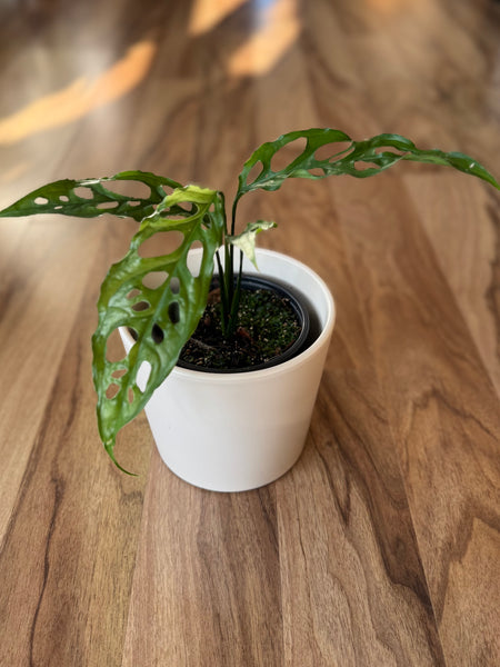 Monstera Obliqua Peru