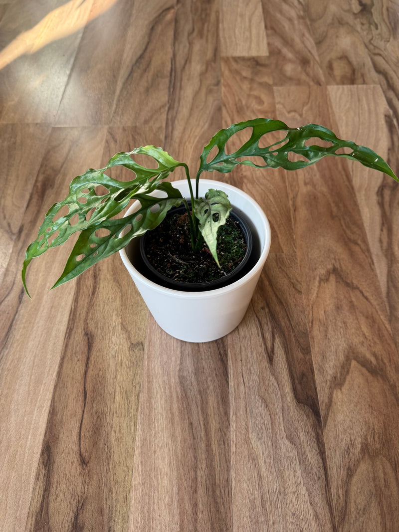 Monstera Obliqua Peru