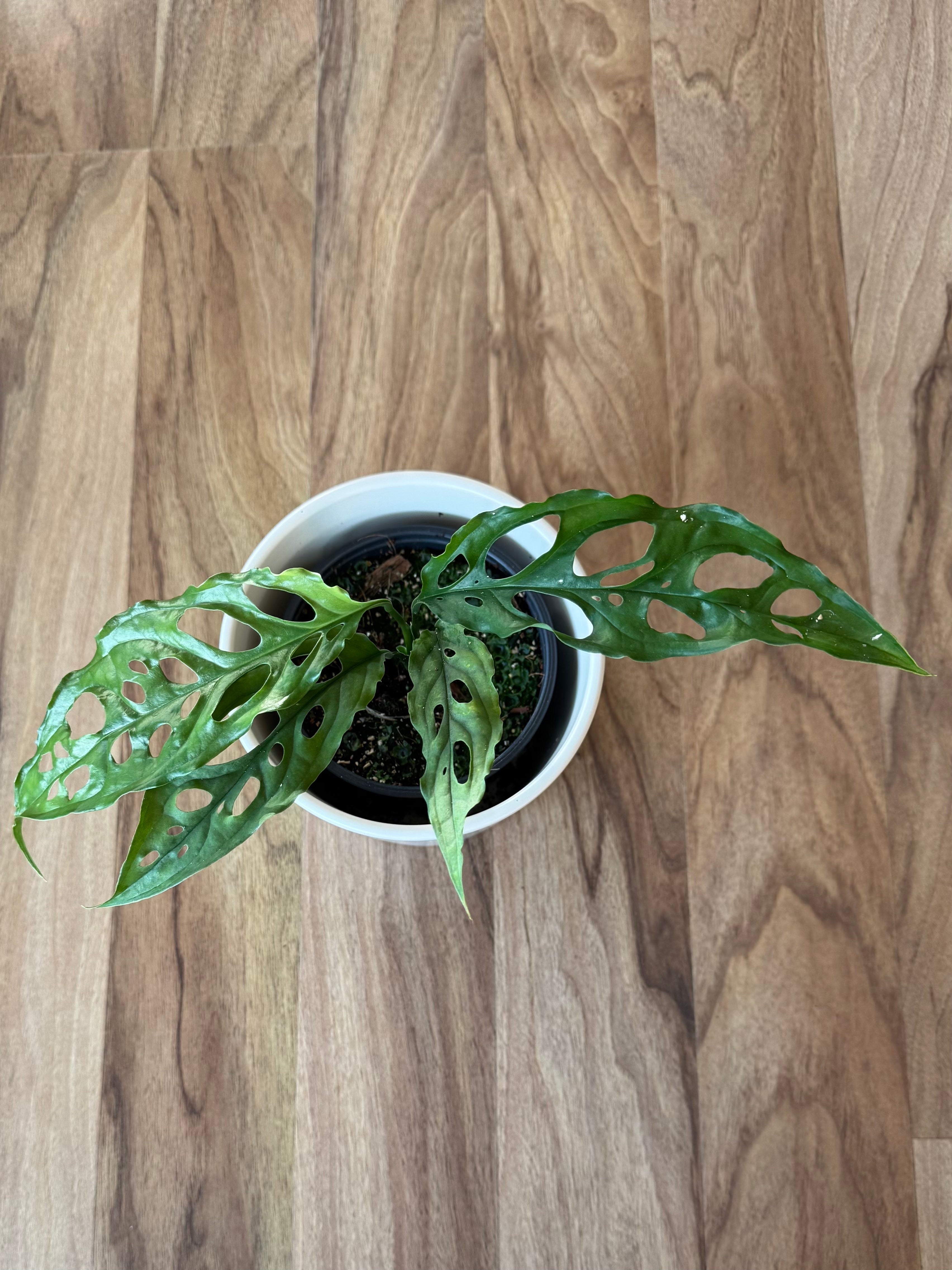 Monstera Obliqua Peru