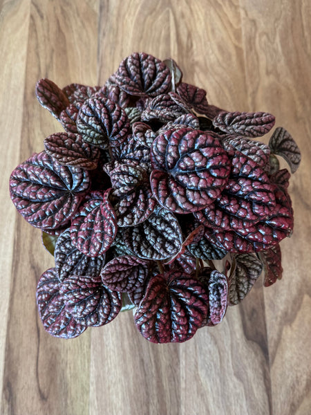 Peperomia Red Burbella