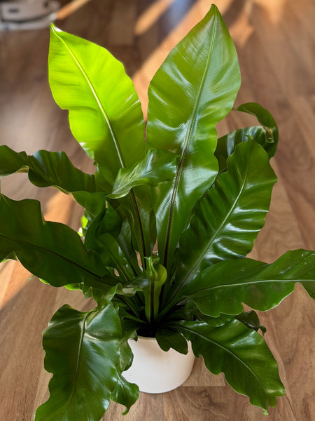 Birds Nest Fern - Asplenium Avis