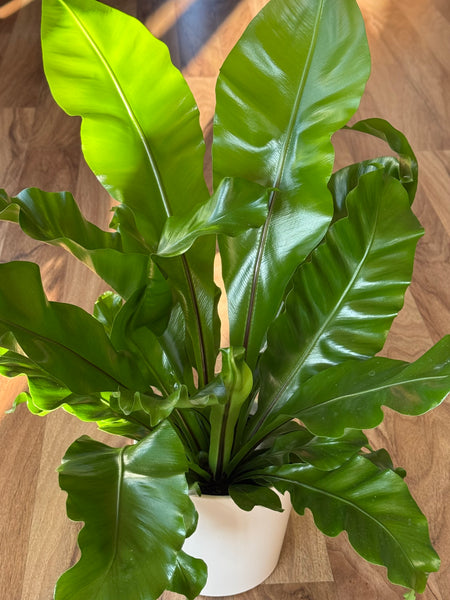 Birds Nest Fern - Asplenium Avis