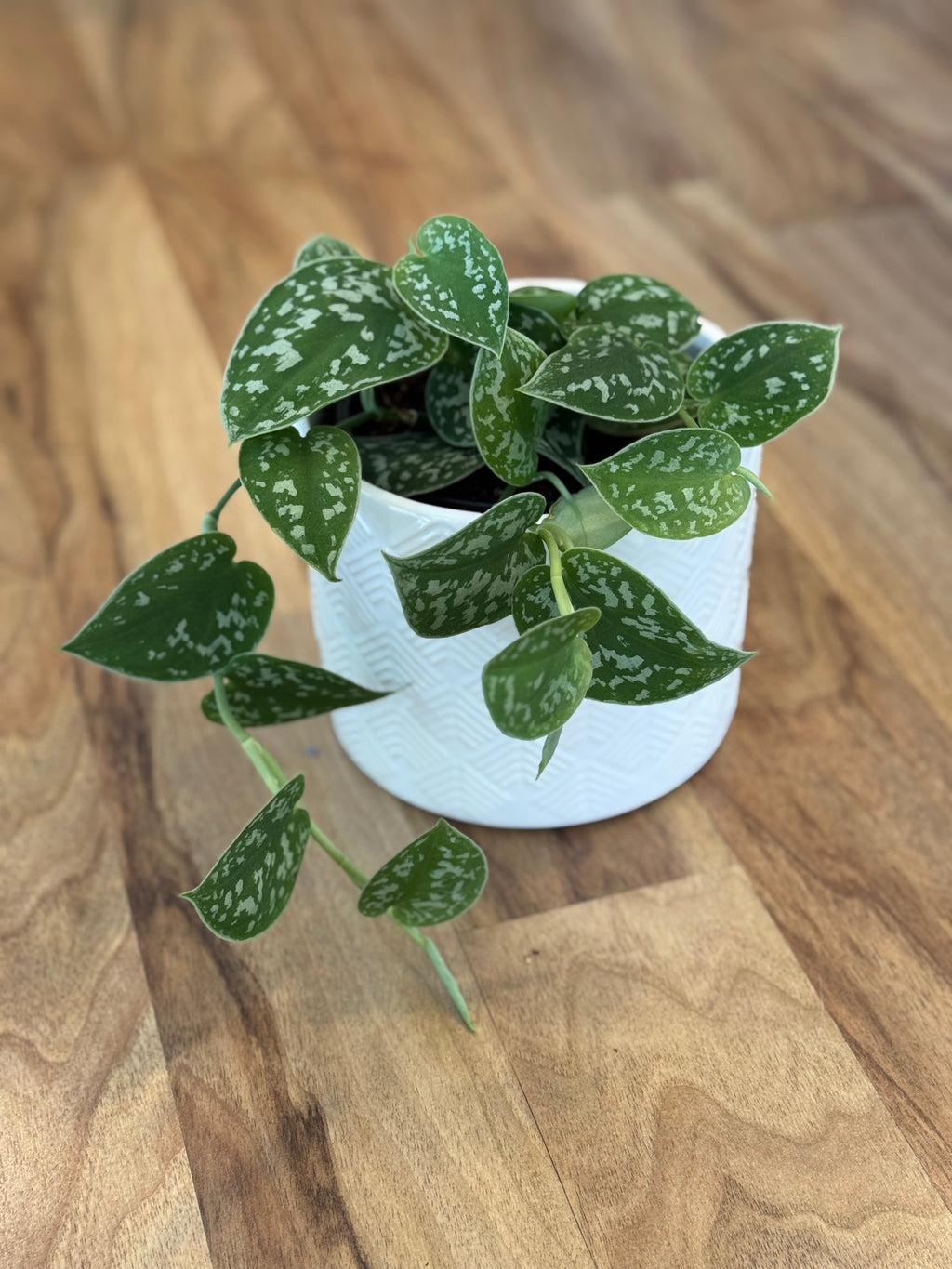 satin pothos nz Satin Pothos