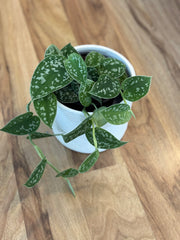 White Arrow - Cover Pot