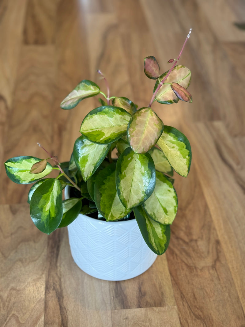 White Arrow - Cover Pot