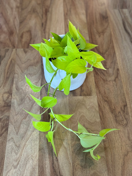 Neon Pothos