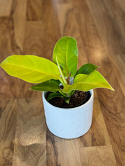 White Arrow - Cover Pot