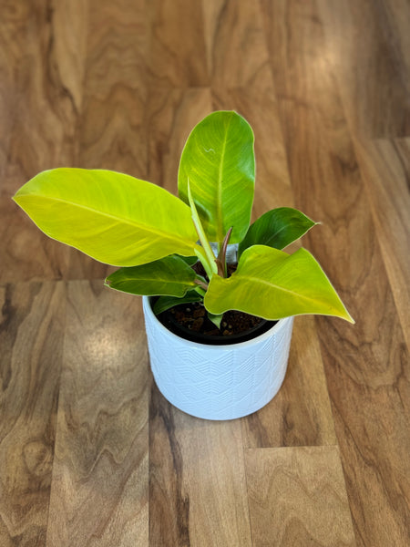 Philodendron Moonlight