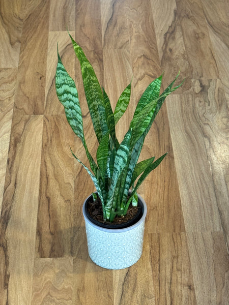 Sanserviera Black Coral