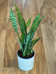 Sanserviera Black Coral