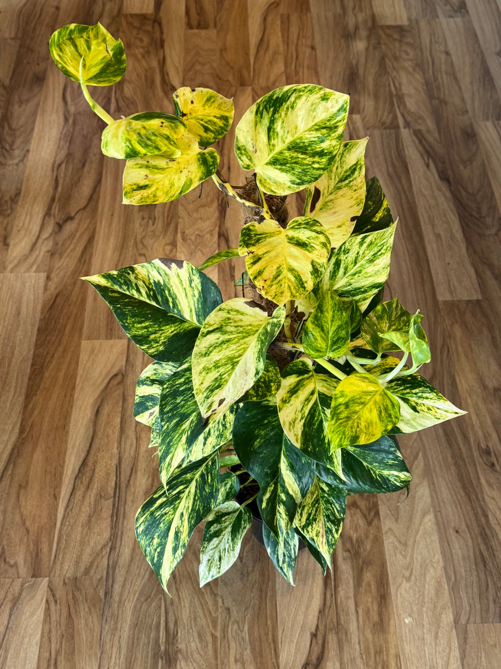 golden pothos nz Golden Pothos on Coir Pole 18cm
