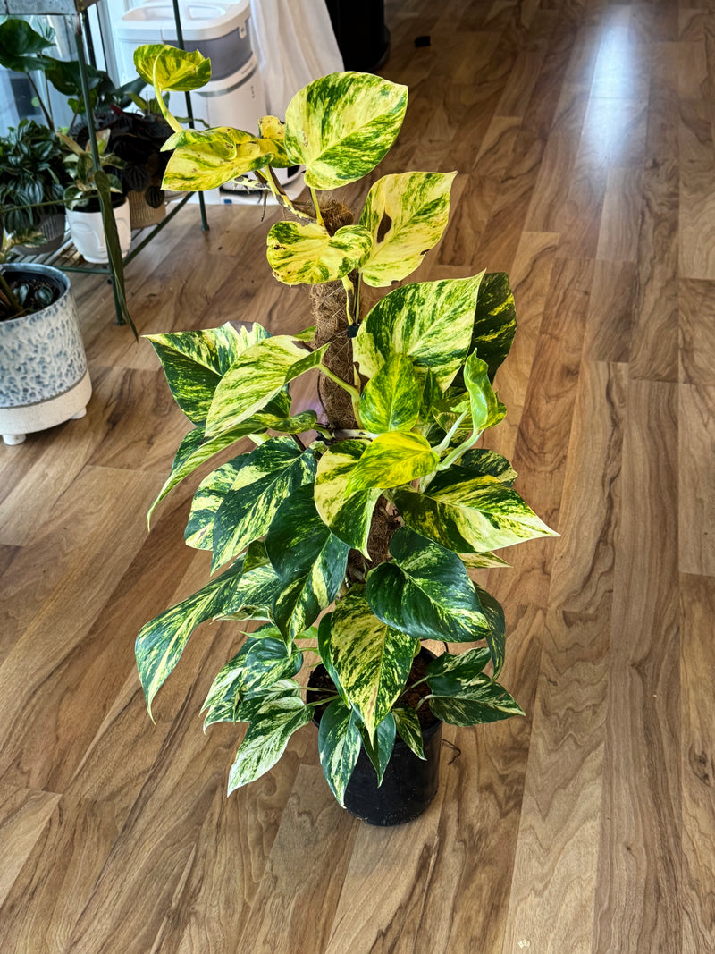 Golden Pothos on Coir Pole 18cm