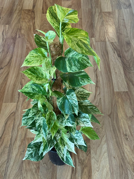 Marble Queen Pothos on Coir Pole 18cm