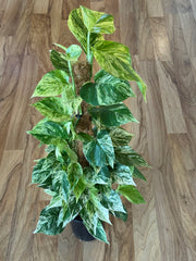 Marble Queen Pothos on Coir Pole 18cm