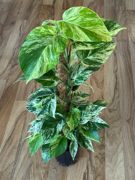 Marble Queen Pothos on Coir Pole 18cm