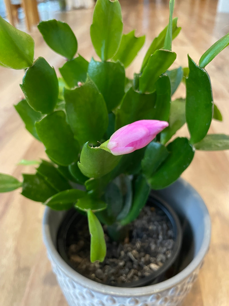 Zygocactus - Lavender Pink