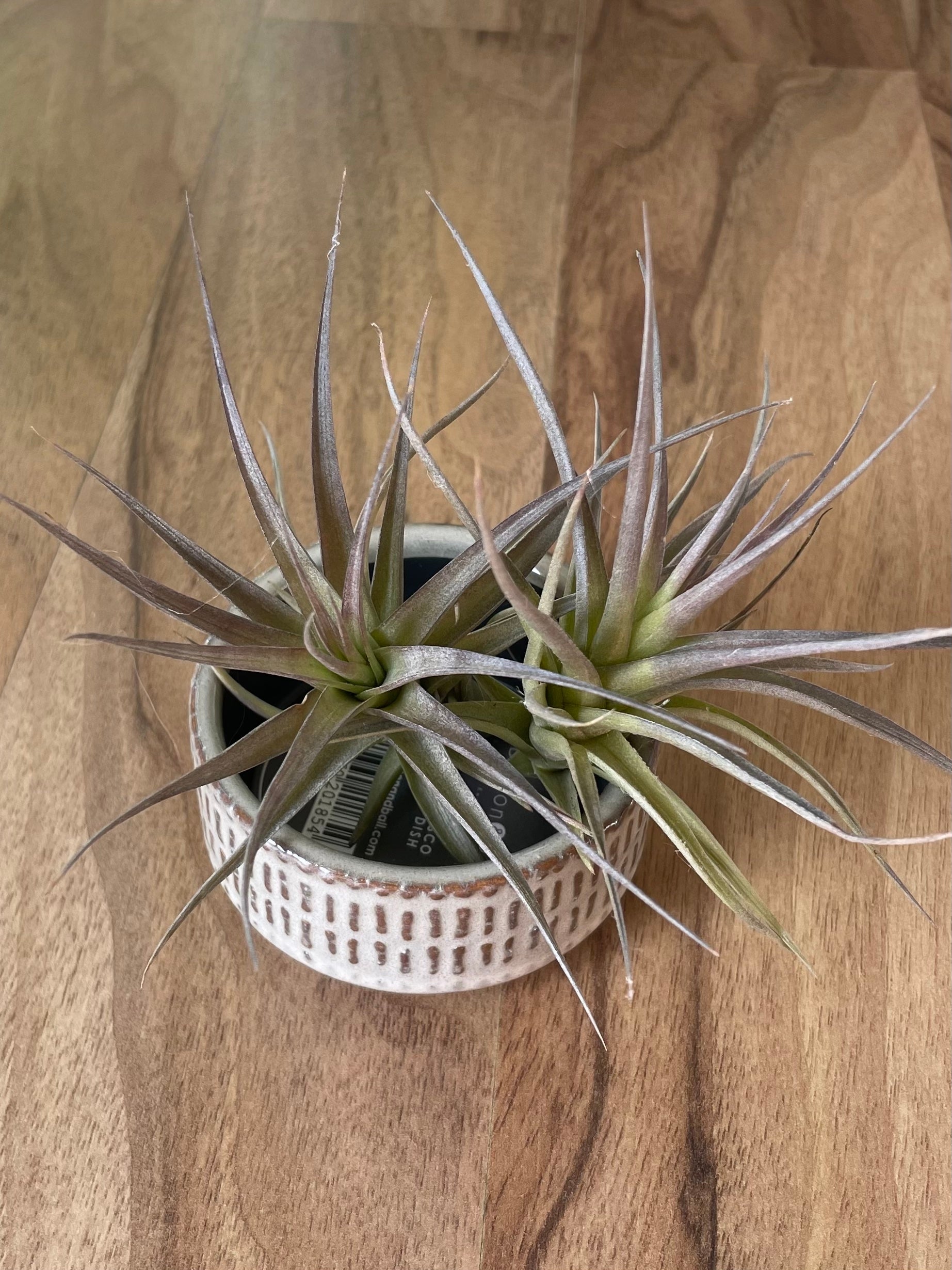 San Francisco Air Plant Dish with Airplants