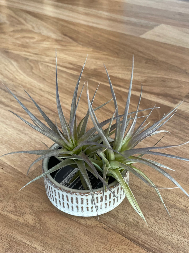 air plants san francisco San Francisco Air Plant Dish with Airplants