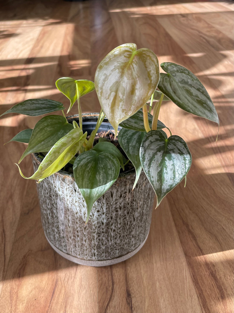 Philodendron Brandtianum