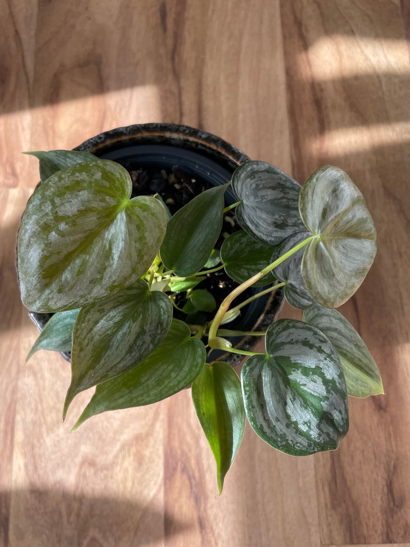 Philodendron Brandtianum