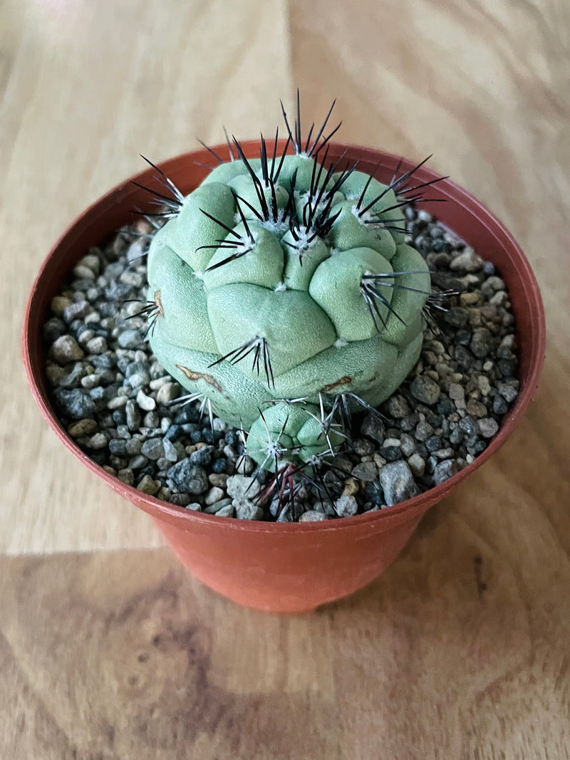 Ortegocactus Macdougallii